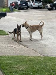 Found/Stray Unknown Dog last seen Went down Pheasant creek and cobble ridge, Sugar Land, TX 77498
