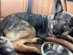Found/Stray Female Dog last seen Happy Valley Avenue and Doyle, San Jose, CA 95129