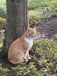 Found/Stray Male Cat last seen Off 245, Marysville, OH 43040