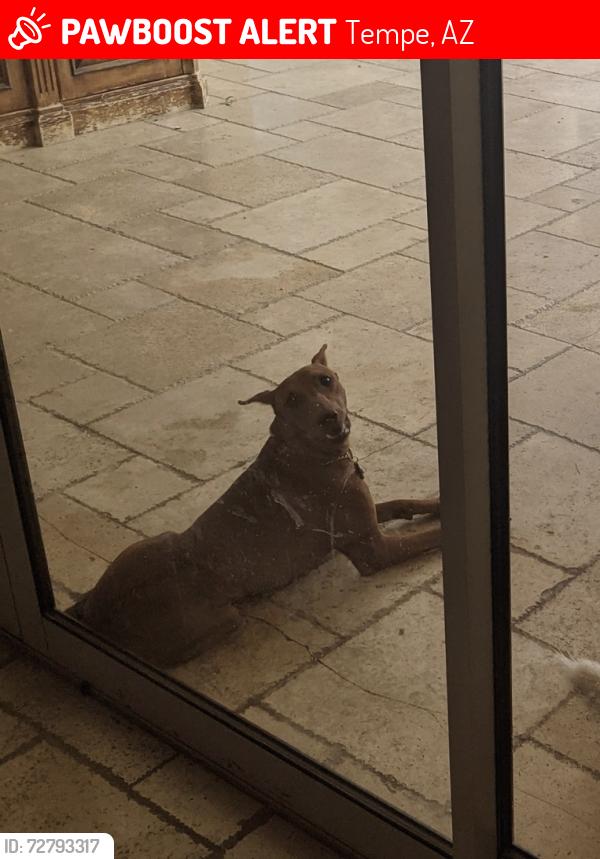 Lost Male Dog last seen Warner and McClintok, Tempe, AZ 85284