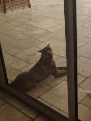 Lost Male Dog last seen Warner and McClintok, Tempe, AZ 85284