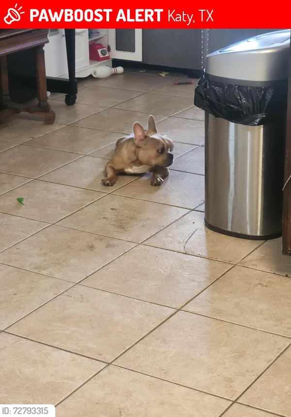 Lost Female Dog last seen Dennington, Katy, TX 77449