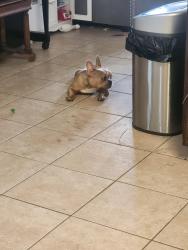 Lost Female Dog last seen Dennington, Katy, TX 77449