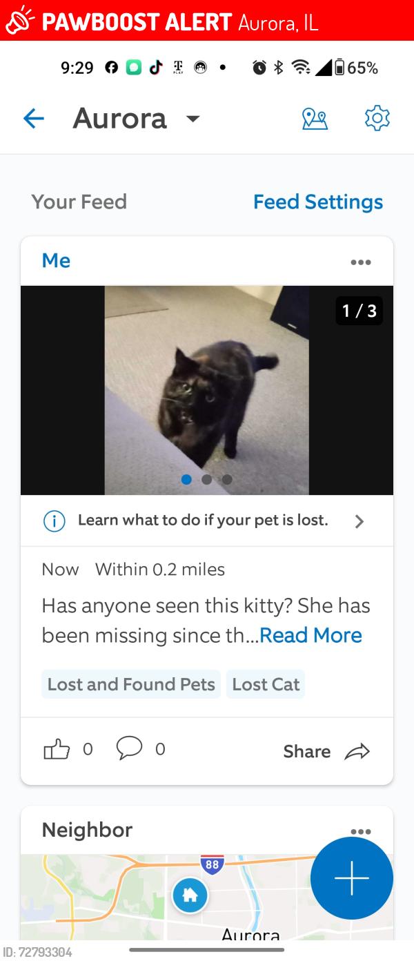 Lost Female Cat last seen Edge lawn and Colorado , Aurora, IL 60506