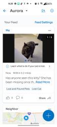 Lost Female Cat last seen Edge lawn and Colorado , Aurora, IL 60506