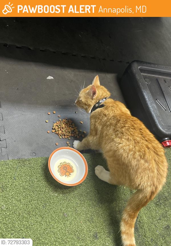 Found/Stray Male Cat last seen Greenbriar Ln, annapolis 21401, Annapolis, MD 21401