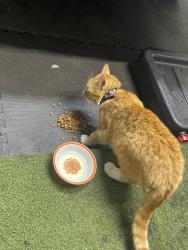 Found/Stray Male Cat last seen Greenbriar Ln, annapolis 21401, Annapolis, MD 21401