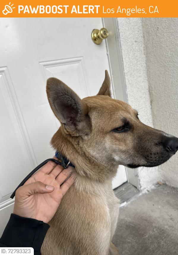 Found/Stray Male Dog last seen 82nd and broadway, Los Angeles, CA 90003