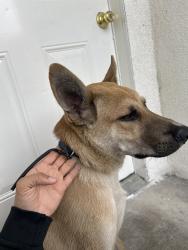 Found/Stray Male Dog last seen 82nd and broadway, Los Angeles, CA 90003