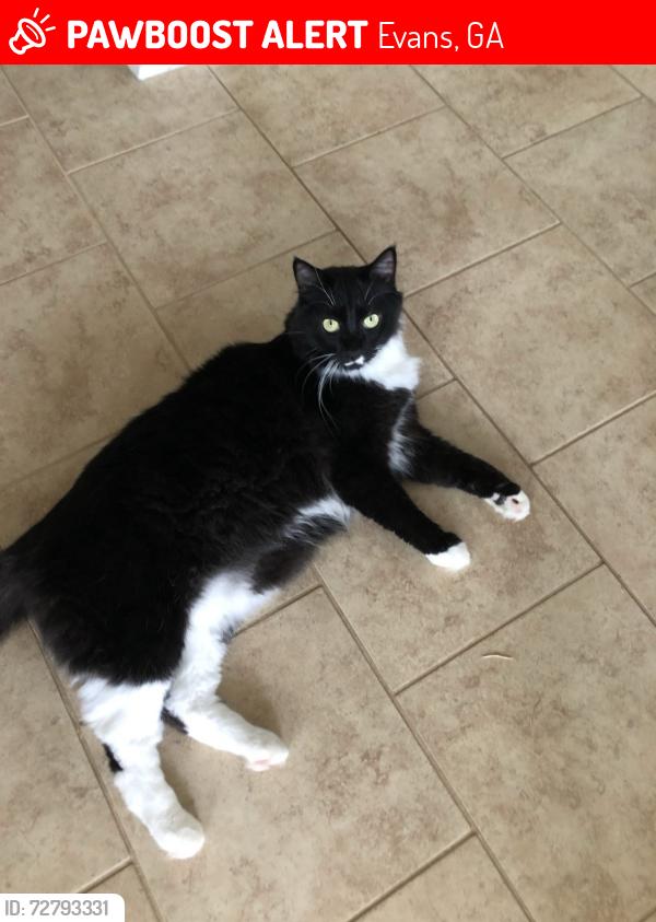 Lost Male Cat last seen Cul de sac on Windwood st in evans, Evans, GA 30809