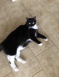 Lost Male Cat last seen Cul de sac on Windwood st in evans, Evans, GA 30809