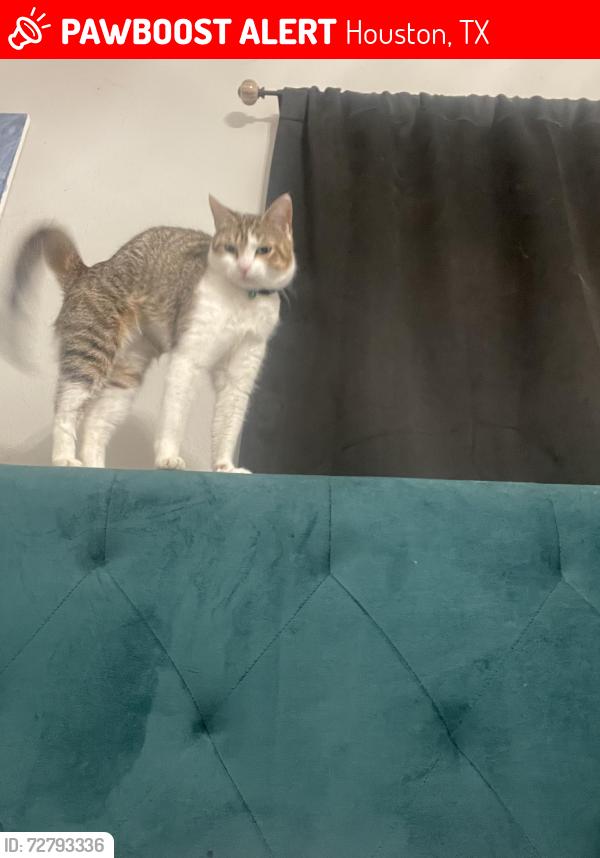 Lost Female Cat last seen Sedona pointe apmts , Houston, TX 77073