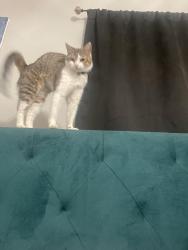 Lost Female Cat last seen Sedona pointe apmts , Houston, TX 77073