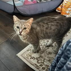 Shelter Stray Female Cat last seen , San Antonio, TX 78227