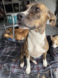 Lost Female Dog last seen Dairy Ashford, Houston, TX 77072
