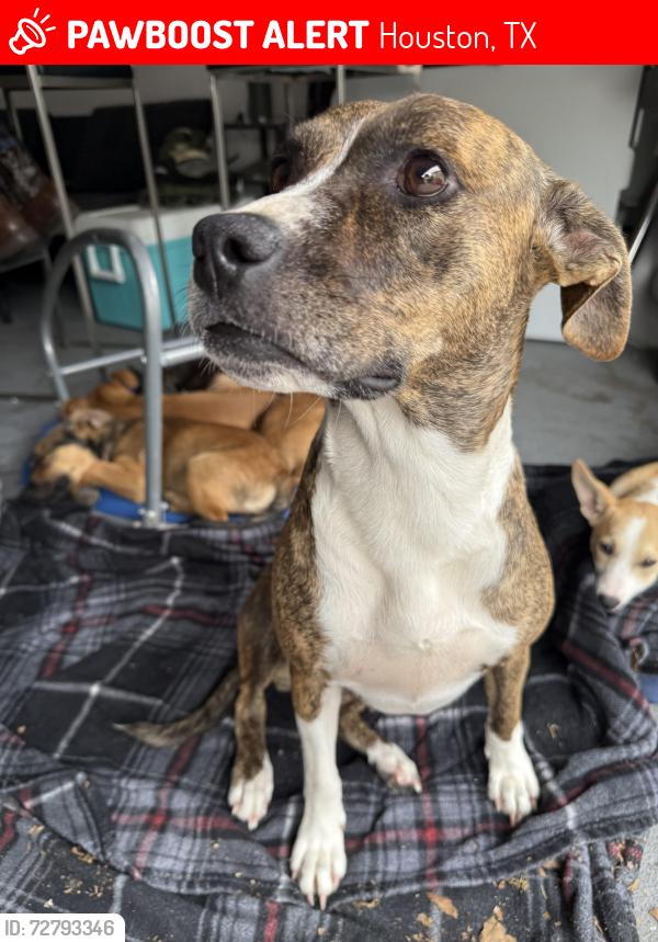 Lost Female Dog last seen Dairy Ashford, Houston, TX 77072
