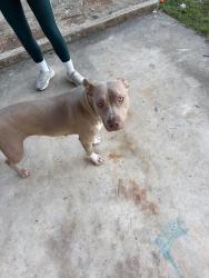 Found/Stray Female Dog last seen Tcu campus , Fort Worth, TX 76109