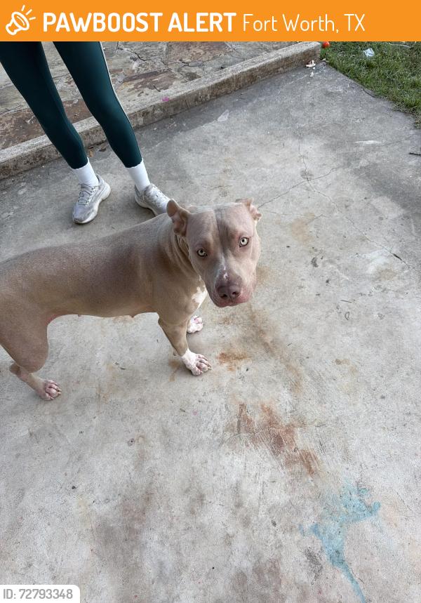 Found/Stray Female Dog last seen Tcu campus , Fort Worth, TX 76109