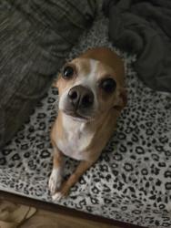 Lost Female Dog last seen Forest Creek Farms , Houston, TX 77429