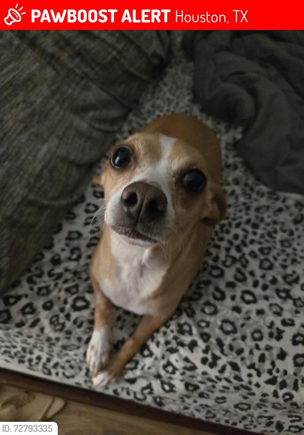 Lost Female Dog last seen Forest Creek Farms , Houston, TX 77429
