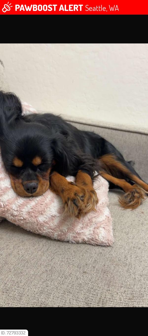 Lost Female Dog last seen Medowbrook and 28th ave NE, Seattle, WA 98125