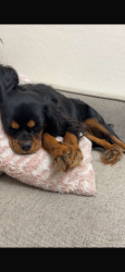 Lost Female Dog last seen Medowbrook and 28th ave NE, Seattle, WA 98125