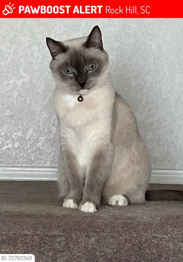 Lost Male Cat last seen Plantation Hills Drive, Rock Hill, SC 29732