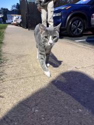 Found/Stray Male Cat last seen Buckingham Lane & Travis Lane, Stafford County, VA 22556