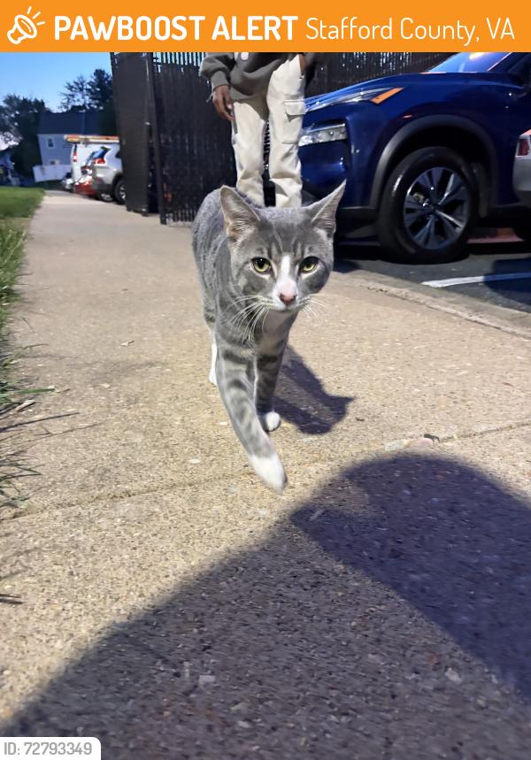 Found/Stray Male Cat last seen Buckingham Lane & Travis Lane, Stafford County, VA 22556