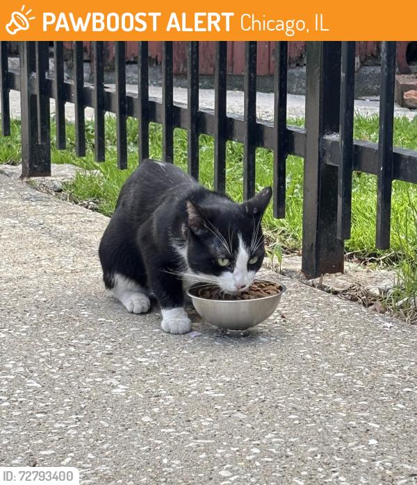 Found/Stray Male Cat last seen Hirsch St, Chicago, IL 60651