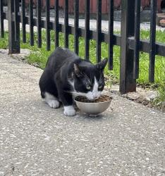Found/Stray Male Cat last seen Hirsch St, Chicago, IL 60651