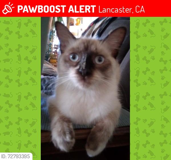 Lost Female Cat last seen 30th Street West and Ave K, Lancaster, CA 93536
