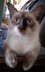 Lost Female Cat last seen 30th Street West and Ave K, Lancaster, CA 93536