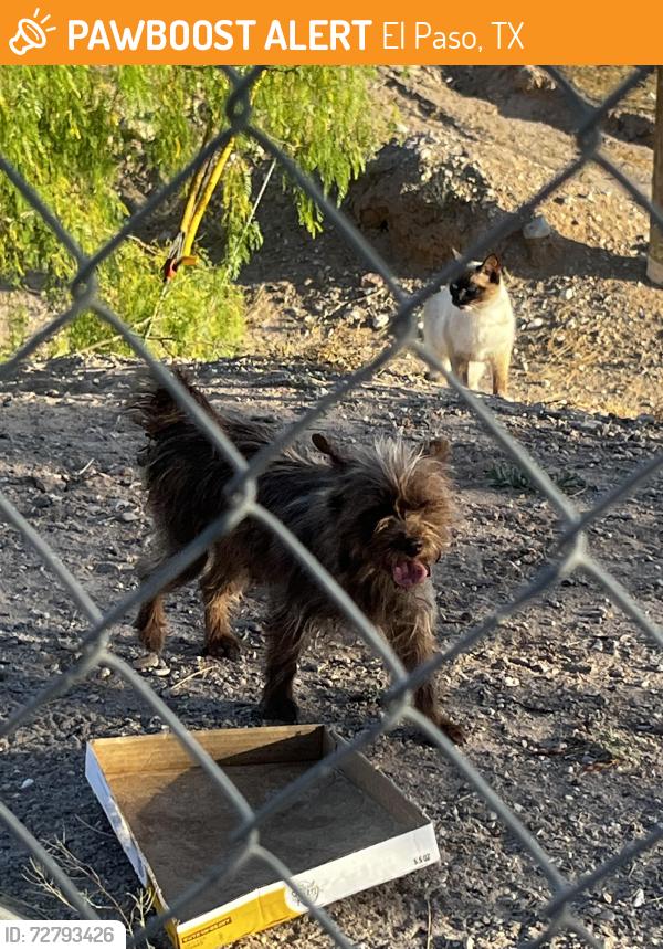 Found/Stray Unknown Dog last seen Viscount , El Paso, TX 79925
