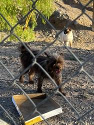 Found/Stray Unknown Dog last seen Viscount , El Paso, TX 79925