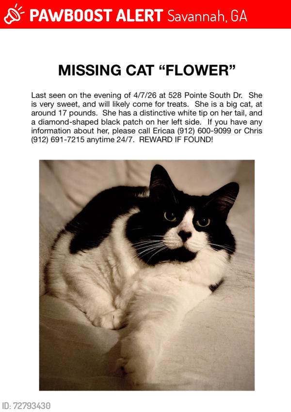 Lost Female Cat last seen Wilmington Island , Savannah, GA 31410
