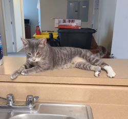 Lost Male Cat last seen Tidewater Subdivision, Alpharetta, GA 30005