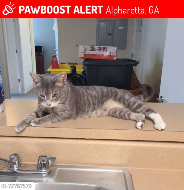Lost Male Cat last seen Tidewater Subdivision, Alpharetta, GA 30005