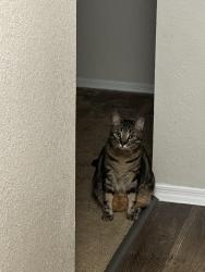 Lost Male Cat last seen Old winter garden rd / good s rd., Orlando, FL 32835
