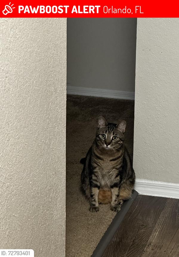 Lost Male Cat last seen Old winter garden rd / good s rd., Orlando, FL 32835