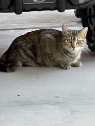 Found/Stray Unknown Cat last seen Lola St., Bakersfield, CA 93312