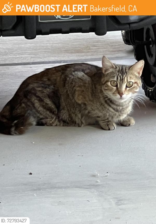 Found/Stray Unknown Cat last seen Lola St., Bakersfield, CA 93312