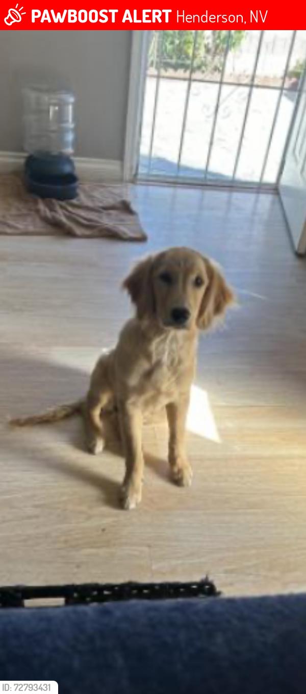 Lost Female Dog last seen Jefferson blvd Henderson,Nv 89011, Henderson, NV 89011