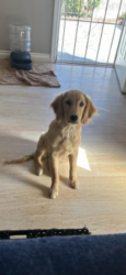 Lost Female Dog last seen Jefferson blvd Henderson,Nv 89011, Henderson, NV 89011