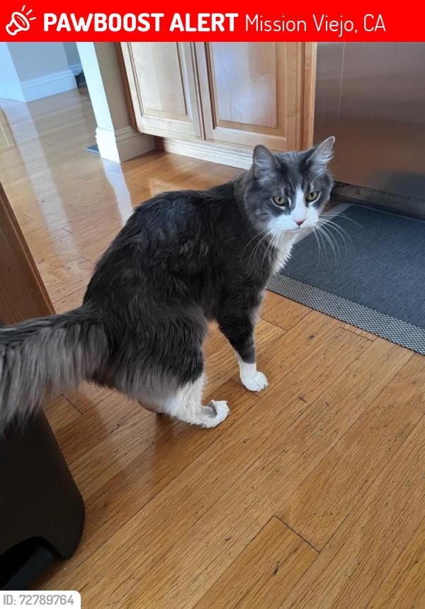 Lost Male Cat last seen Trubuco an Marguerite, Mission Viejo, CA 92692