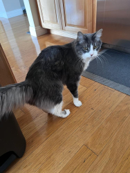 Lost Male Cat last seen Trubuco an Marguerite, Mission Viejo, CA 92692