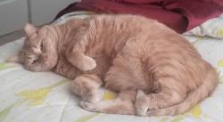 Lost Male Cat last seen Pacific One Residences, Omaha, NE 68124