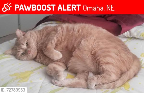 Lost Male Cat last seen Pacific One Residences, Omaha, NE 68124