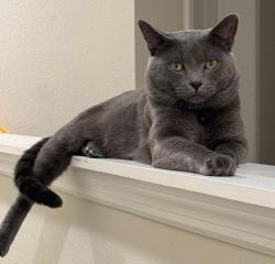 Lost Male Cat last seen Bright jewel , cypress Cay , Kissimmee, FL 34746