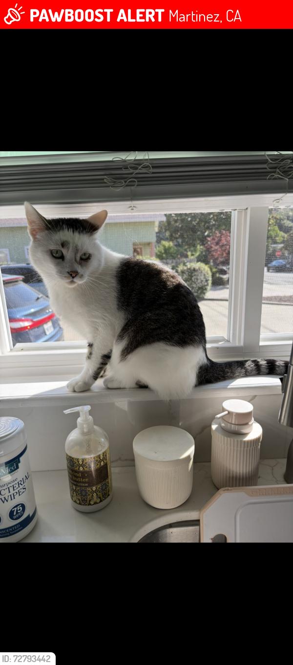 Lost Male Cat last seen Arebba , Martinez, CA 94553